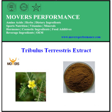 Hot Sale Pure Natural Tribulus Terrestris Extract